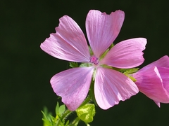 Malva moschata