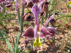 Gladiolus uysiae