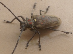 Batocera rufomaculata