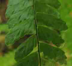 Asplenium lunulatum