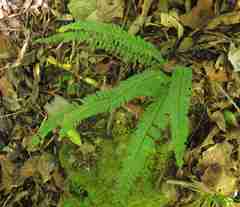 Asplenium lunulatum