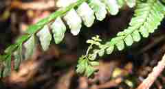 Asplenium lunulatum