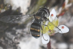 Pseudoscaeva diversifasciata
