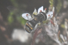 Pseudoscaeva diversifasciata