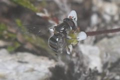 Pseudoscaeva diversifasciata