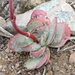 Crassula nudicaulis platyphylla - Photo 由 Marion Maclean 所上傳的 (c) Marion Maclean，保留部份權利CC BY-NC