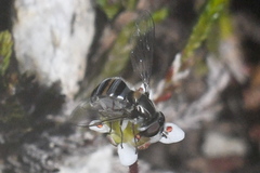 Pseudoscaeva diversifasciata