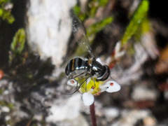 Pseudoscaeva diversifasciata