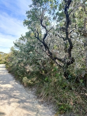 Dasyornis brachypterus