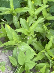 Tradescantia peninsularis