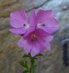 Malva moschata