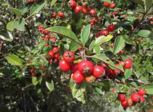 Cotoneaster pannosus