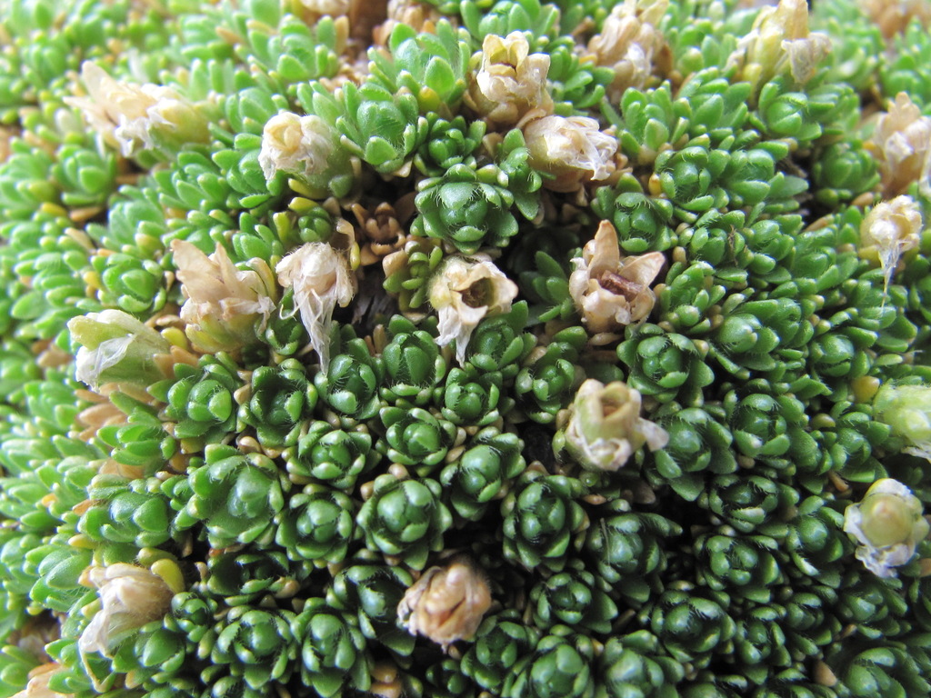Pseudocherleria brotheriana