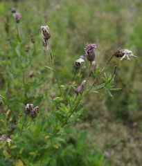 Cirsium arvense