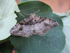 Alcis deversata