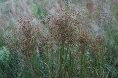 Juncus atratus
