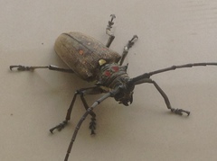 Batocera rufomaculata