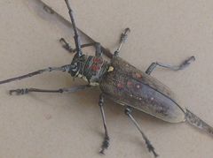 Batocera rufomaculata
