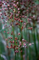 Juncus atratus