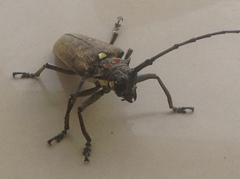 Batocera rufomaculata