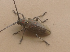 Batocera rufomaculata