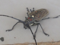 Batocera rufomaculata