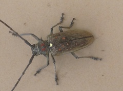 Batocera rufomaculata