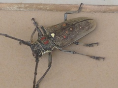 Batocera rufomaculata