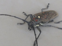 Batocera rufomaculata