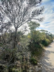 Dasyornis brachypterus