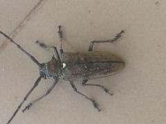Batocera rufomaculata