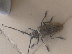 Batocera rufomaculata