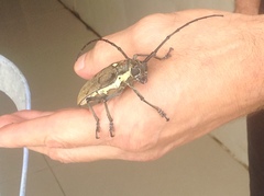 Batocera rufomaculata