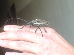 Batocera rufomaculata