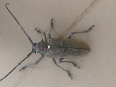 Batocera rufomaculata