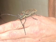 Batocera rufomaculata