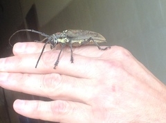 Batocera rufomaculata