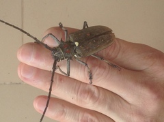 Batocera rufomaculata