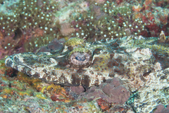 Cymbacephalus beauforti