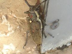 Batocera rufomaculata