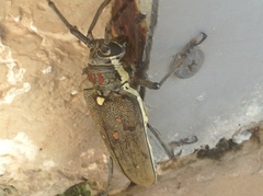 Batocera rufomaculata