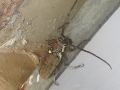 Batocera rufomaculata