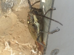 Batocera rufomaculata