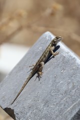 Sceloporus occidentalis