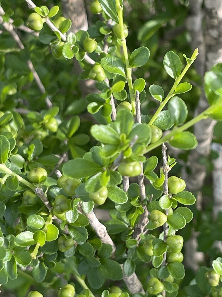 Ixchelia