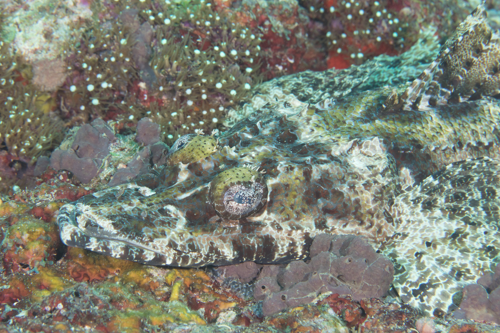 Crocodile Fish