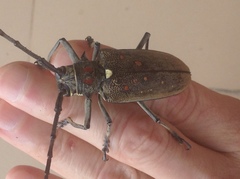 Batocera rufomaculata