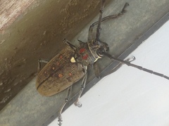 Batocera rufomaculata