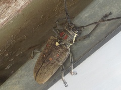 Batocera rufomaculata