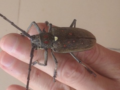 Batocera rufomaculata